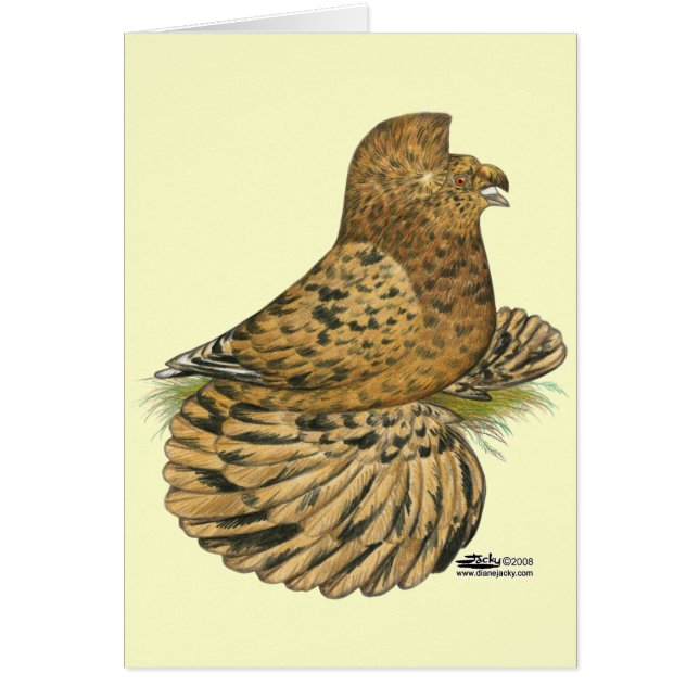 Tumpeter Pigeon Almond (Front)