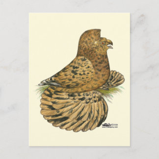 Tumpeter Pigeon Almond Postcard