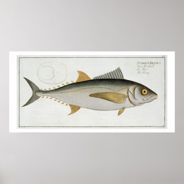 Tuna (Scomber Thynnus) plate LV from 'Ichthyologie Poster (Front)