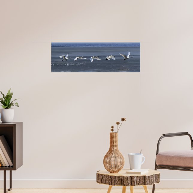 Tundra Swan Icy Takeoff Poster (Living Room 3)