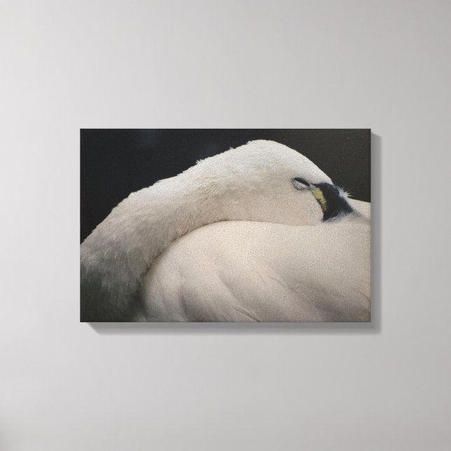 Tundra Swan sleeping Stretched Canvas Print (Front)
