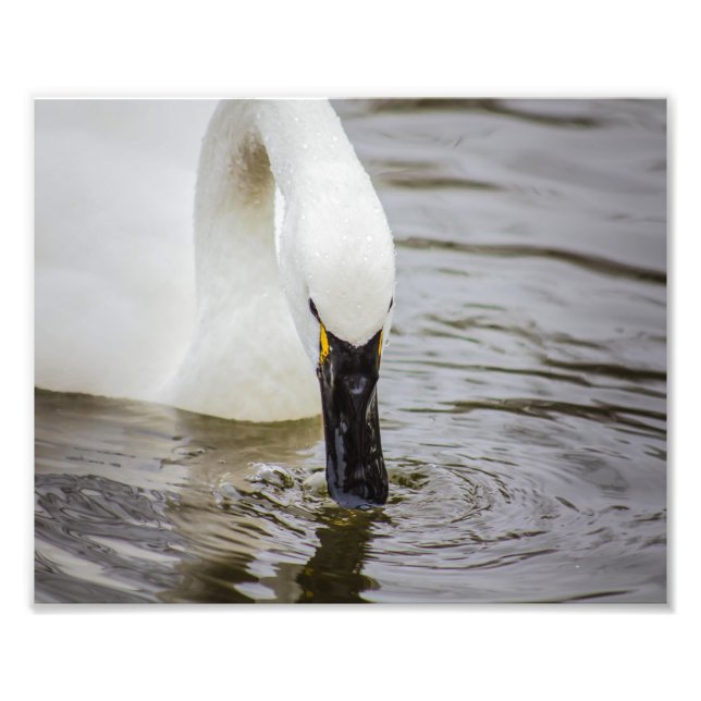 Tundra Swan Swimming Closeup Photo Print (Front)