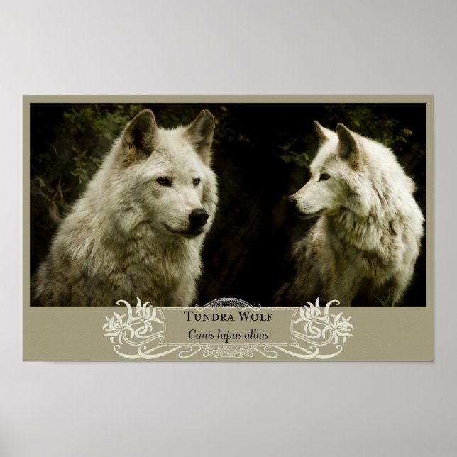 Tundra Wolf 11x17 Poster (Front)