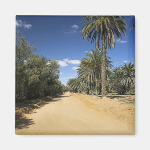 Tunisia, Ksour Area, Ksar Ghilane, date palm Magnet