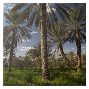 Tunisia, Ksour Area, Ksar Ghilane, date palm Tile