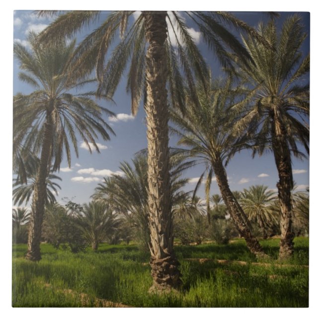 Tunisia, Ksour Area, Ksar Ghilane, date palm Tile (Front)