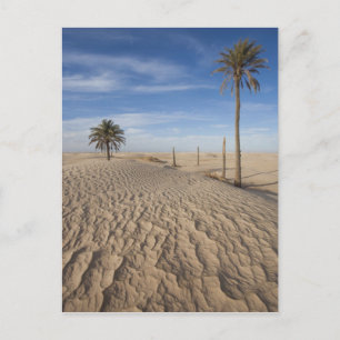 Tunisia, Sahara Desert, Douz, Great Dune, dawn Postcard