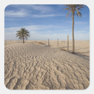 Tunisia, Sahara Desert, Douz, Great Dune, dawn Square Sticker