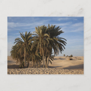 Tunisia, Sahara Desert, Douz, Great Dune, palm Postcard
