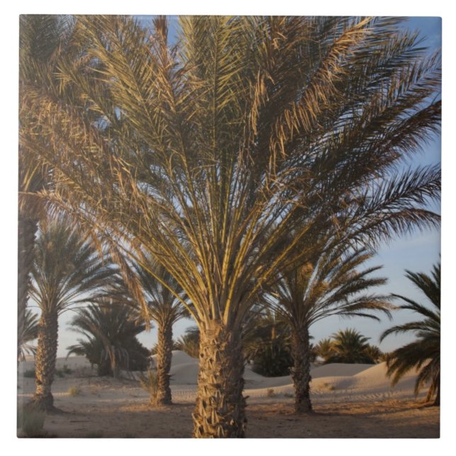 Tunisia, Sahara Desert, Douz, Great Dune, palm Tile (Front)