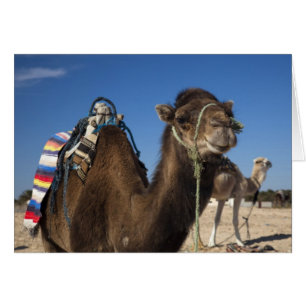 Tunisia, Sahara Desert, Douz, Zone Touristique,