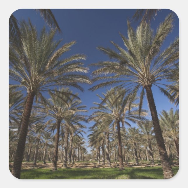 Tunisia, Sahara Desert, Douz, Zone Touristique, 2 Square Sticker (Front)