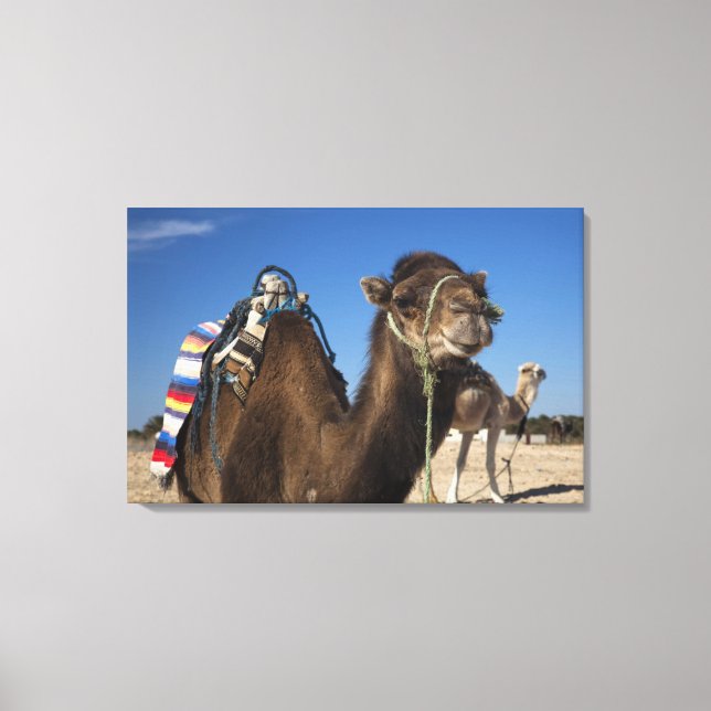 Tunisia, Sahara Desert, Douz, Zone Touristique, Canvas Print (Front)
