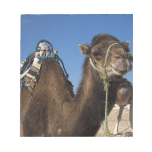 Tunisia, Sahara Desert, Douz, Zone Touristique, Notepad