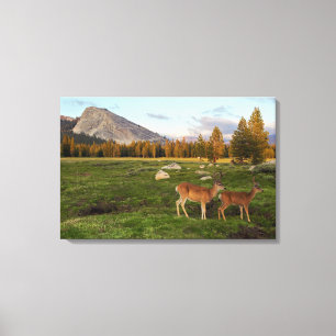 Tuolumne Meadow, Yosemite Canvas Print