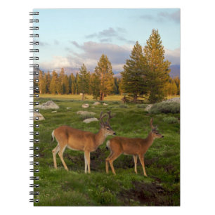 Tuolumne Meadow, Yosemite Notebook