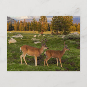 Tuolumne Meadow, Yosemite Postcard