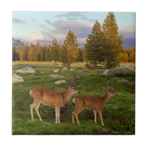 Tuolumne Meadow, Yosemite Tile