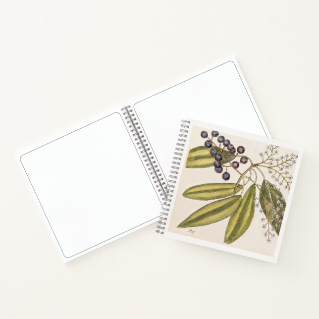 Tupelo Tree Botanical 18th Century Art Sketchbook Notebook (Inside)