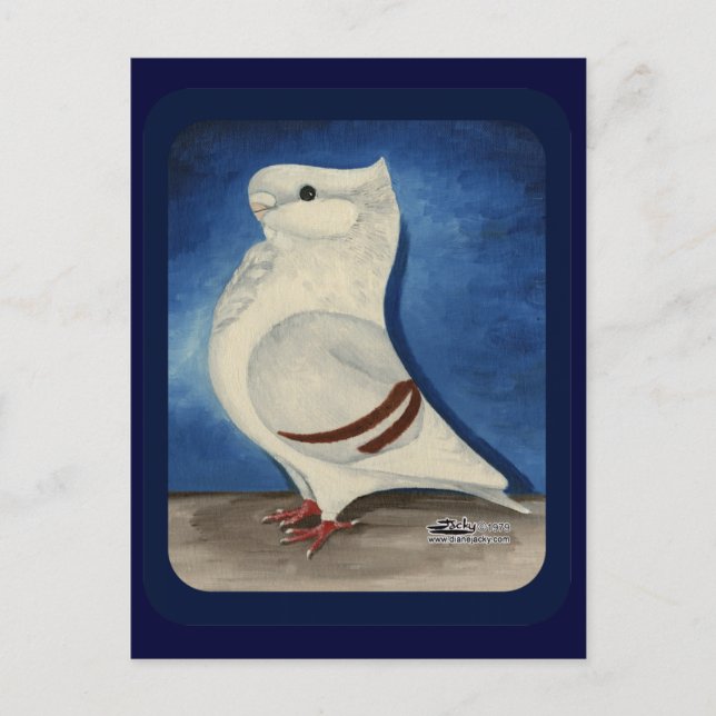 Turbit Pigeon 1979 Postcard (Front)