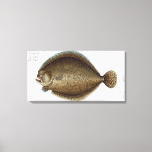 Turbot (Pleuronectes Maximus) plate XLIX from 'Ich Canvas Print