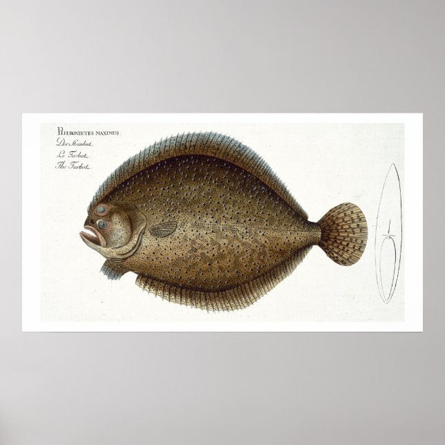 Turbot (Pleuronectes Maximus) plate XLIX from 'Ich Poster (Front)
