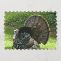 turkey-1.jpg