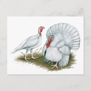 Turkey: Beltsville Small White Postcard