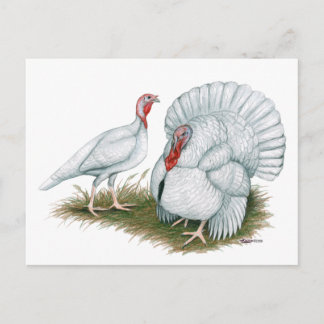 Turkey: Beltsville Small White Postcard