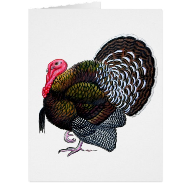 Turkey:  Bronze Tom (Front)