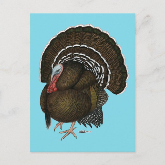 Turkey Bronze Tom Postcard (Front)