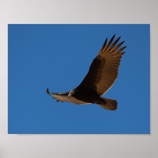 Turkey Buzzard in Flight Poster (Front)