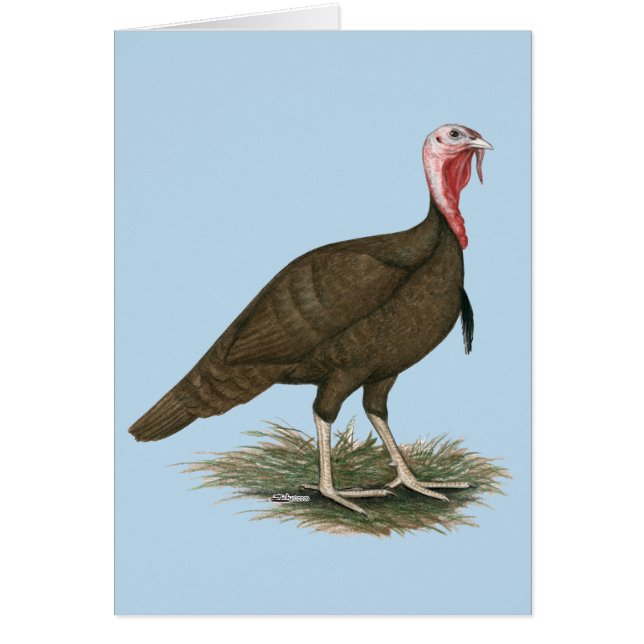 Turkey Chocolate Tom (Front)