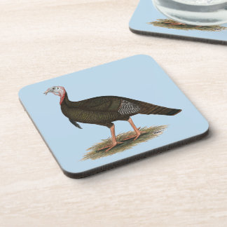 Turkey: Eastern Wild Tom Coaster