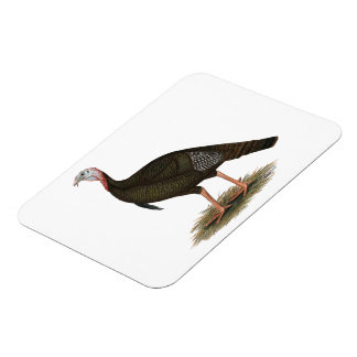 Turkey: Eastern Wild Tom Magnet