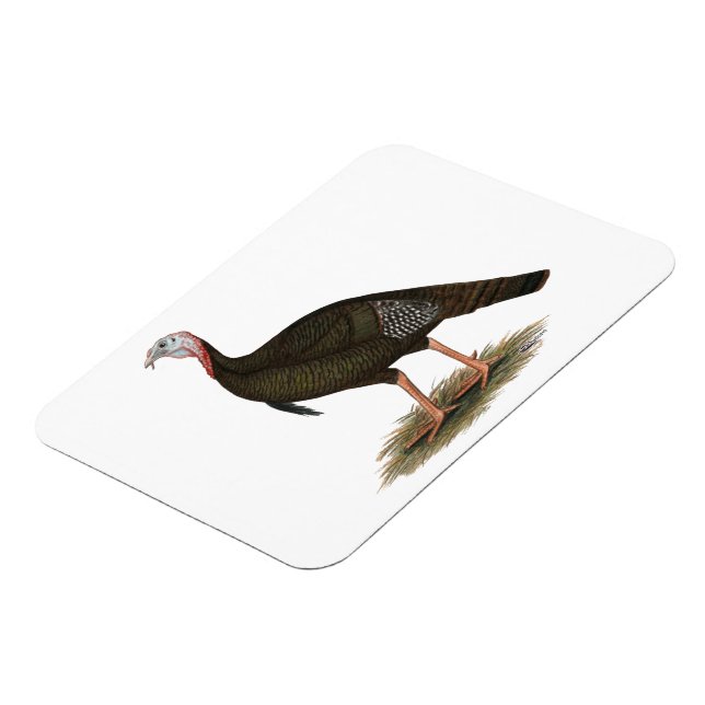 Turkey:  Eastern Wild Tom Magnet (Left Side)