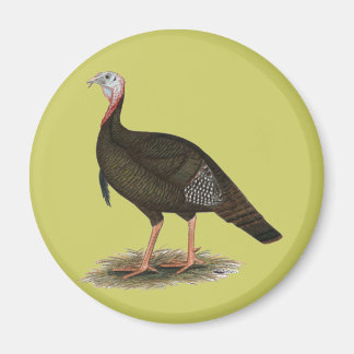 Turkey:  Eastern Wild Tom Magnet