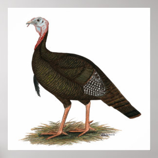 Turkey: Eastern Wild Tom Poster