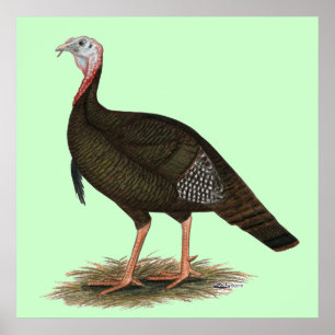 Turkey:  Eastern Wild Tom Poster