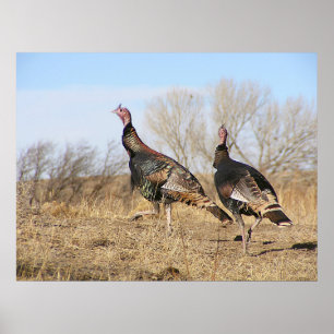 Turkey Horizon Poster