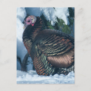 Turkey in Winter Postcard