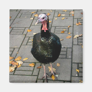 Turkey Magnet