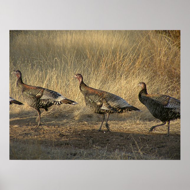 Turkey March At Sunset Poster (Front)