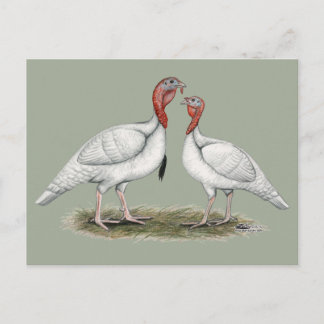 Turkey Mini Whites Postcard