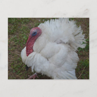 Turkey Postcard
