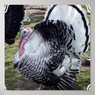 Turkey Poster Print