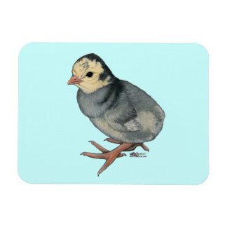 Turkey Poult Blue Slate Magnet