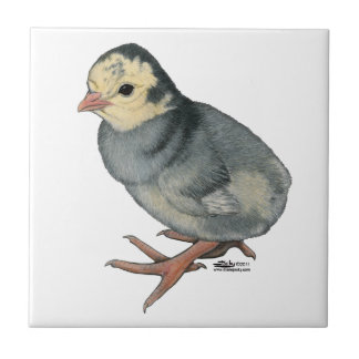 Turkey Poult Blue Slate Tile