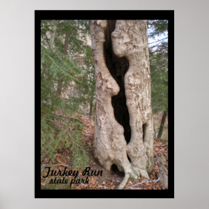 Turkey Run State Park, Hallow Tree Poster
