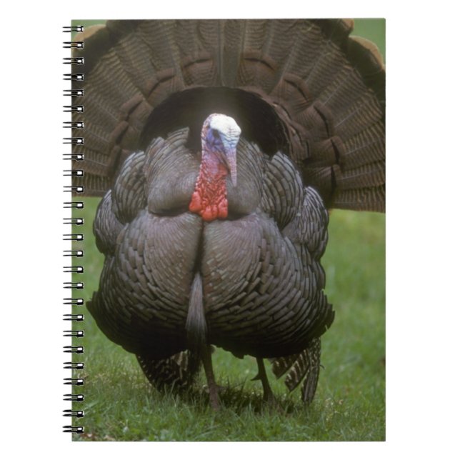Turkey Spiral Notebook (Front)